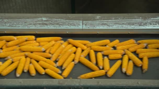 El maíz dorado se mueve hacia el transportador HD — Vídeo de stock