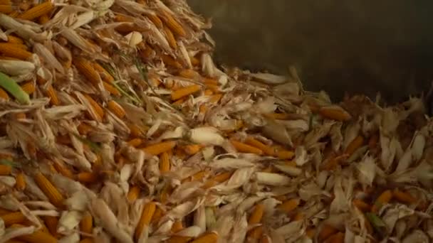 Corn just brought to the warehouse and start sort it HD — Stock Video