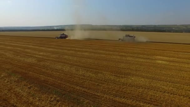 Las cosechadoras se están moviendo al campo y recogen el disparo aéreo de la cosecha del dron 4K — Vídeos de Stock