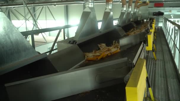 Corn is moving to tape conveyor with compartments which separete it in different places HD Slow motion — Stock Video