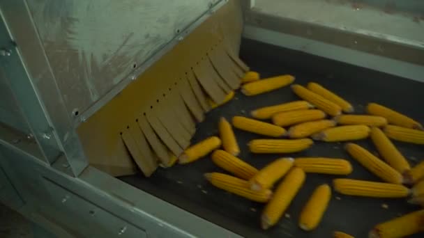 Corn move to the tape conveyer in plant after harvest HD footage — Stock Video