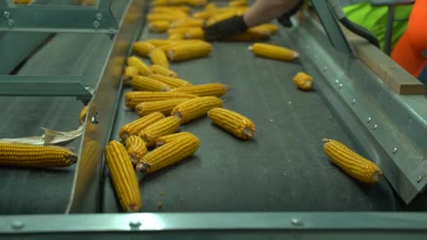Los trabajadores se paran cerca del transportador de cinta y clasifican el maíz que se mueve en la planta HD — Vídeos de Stock