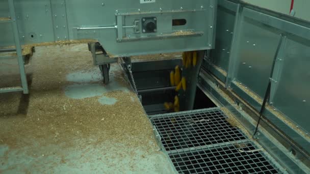 Kukurydza idzie w dół w zakładzie otoczony przez wiele szlifowania i łuski Hd materiał — Wideo stockowe