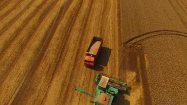 Kamyon sürücüsü buğday yüklemek için hasat aracına gidiyor. 4k