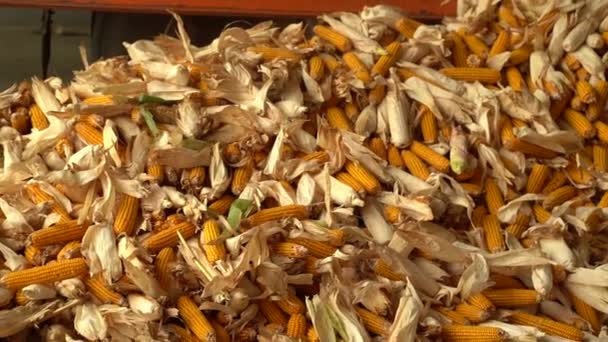 Nach der Ernte wird viel Mais im Lager gesammelt — Stockvideo
