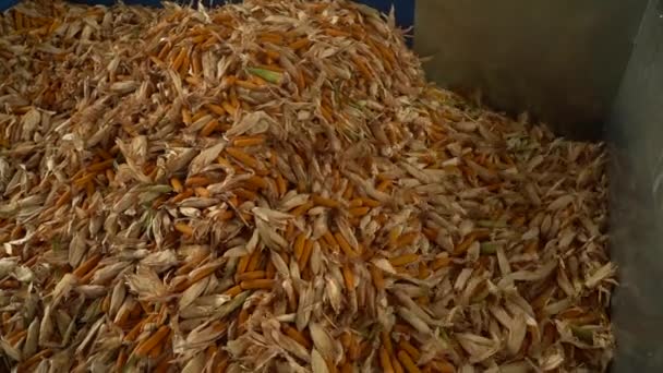 Lust collected corn unload to the warehouse after the harvest HD — Stock Video