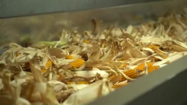 Közelkép, ahol befejezetlen kukorica mozog a szalag szállítószalag a növény Hd Lassú Motion — Stock videók