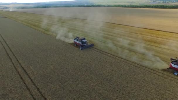 Drie combineren werk in het veld en verzamelen tarwe voor conversie 4k — Stockvideo