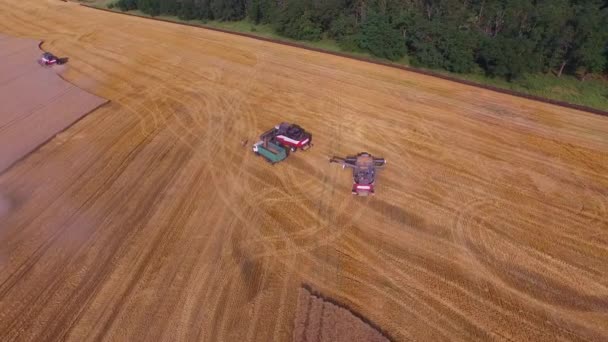 Szeroki kąt strzału z powietrza, gdzie trzy kombajny pracują na polu do zbioru pszenicy 4k — Wideo stockowe