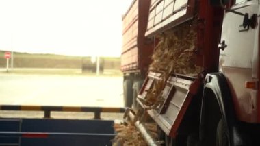 Bir kamyon dolusu mısırı yavaş çekimde depoya boşalt.