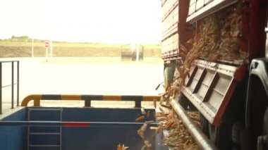 Hasat tarımından sonra mısırın arabadan depoya boşaltılması...