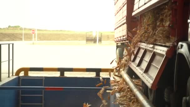 Plan pespectif lors du déchargement du maïs de la voiture à l'entrepôt après la récolte de l'agriculture 50 fps 