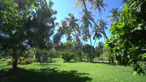 Paraíso lugar con impresionantes vistas a las palmeras y otros árboles en el parque nacional en Maldivas isla 4K material de archivo — Vídeos de Stock