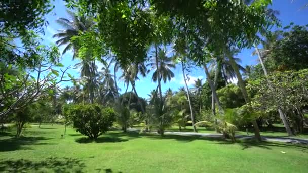 Μαλδίβες θέα στις ψηλές παλάμες πίσω φύλλα στο πράσινο πάρκο με φανταστική γκαζόν 4k πλάνα — Αρχείο Βίντεο