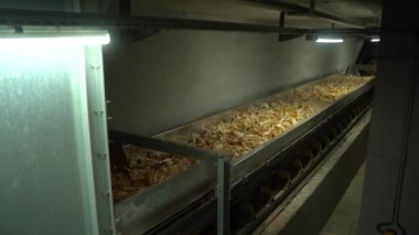 Kuru yerde, yerin altında bant taşıyıcıda mısır taşı