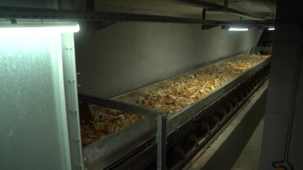 Movimiento de maíz en cinta transportadora bajo tierra en lugar seco HD — Vídeos de Stock