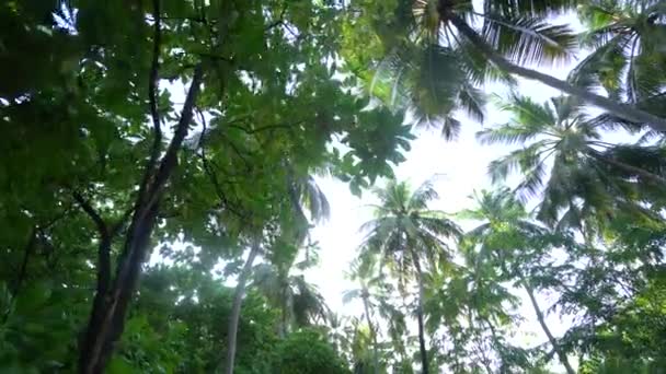 Palmiers de tournage vertical à angle bas par temps nuageux sur l'île des Bahamas séquences 4K — Video