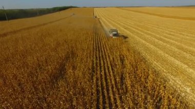 Güneşli bir günde hasat buğdayının iki kombinasyonu geniş açılı drone 4k