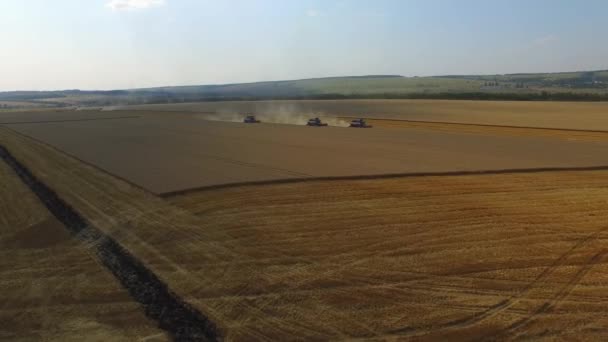 Drohne rückt zu Mähdreschern vor, die Weizen auf dem Feld sammeln 4k — Stockvideo