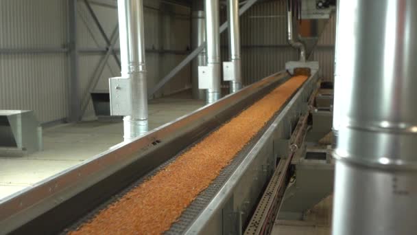 A szállítószalag tonnányi kukoricát hoz a növénybe betakarítás után Hd felvételek — Stock videók
