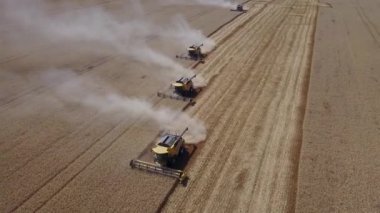 Birçok hasat işçisi, yüksek dikey açılı İHA atışından zengin bir buğday hasadı elde etmek için arka arkaya gider.