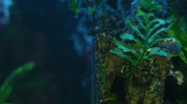 Akvaryumdaki su altı renkli balıklar ve birçok bitki ve oksijen kabarcıkları 4k