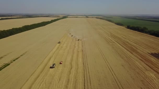 Ângulo largo Tiros de muitos colheitadeira vai um após o outro para coletar uma rica colheita de trigo no campo 4K — Vídeo de Stock