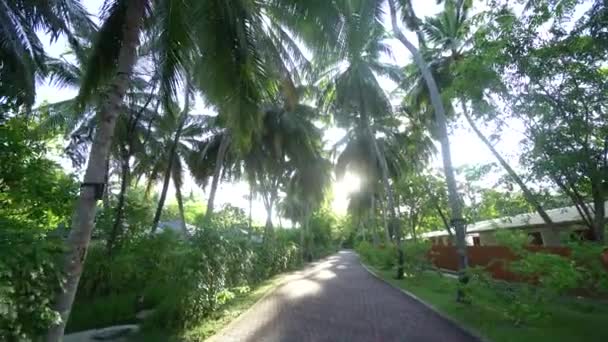 Fantástica caminata en día soleado al parque nacional en Malidves en un ambiente de palmeras altas coco 4K Filmación — Vídeos de Stock