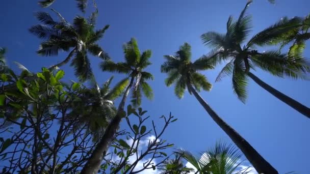 Coup de soleil à travers les feuilles des palmiers dans les Bahamas tropicaux île dans la mer des Caraïbes 4K Footage — Video