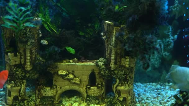 Pěkné záběry z akvária s rybami z posuvníku 4K výstřel — Stock video