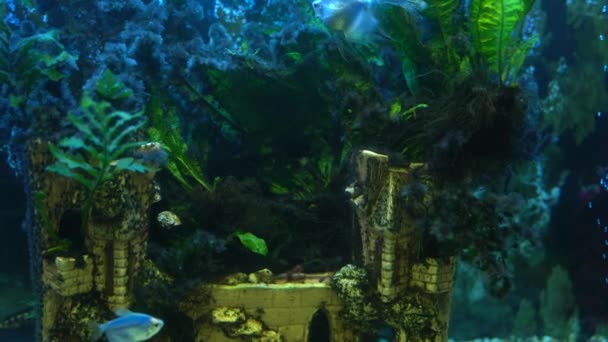 Onderwateropname uit aquarium met vissen en planten in 4K — Stockvideo