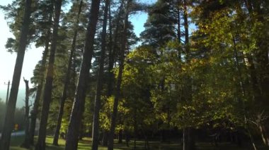 Kafkas dağlarından günbatımında yüksek ağaçlara muhteşem manzaralı 4K görüntüler.