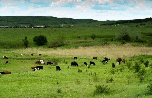 Vacas brancas, pretas e marrons pastando em um prado de verão verde no céu azul nublado e um horizonte reto distante — Fotografia de Stock