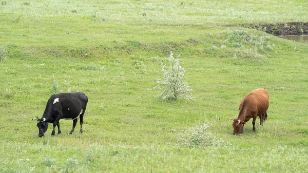 Vacas pretas e brancas e marrons, holandês frísio, de pé em um campo verde uin pasto . — Fotografia de Stock