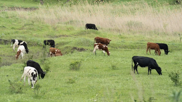Muitas vacas pretas e brancas e marrons pastam em um campo verde em um dia ensolarado de verão. — Fotografia de Stock