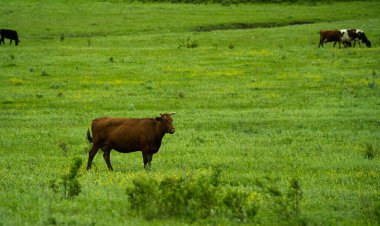 Kahverengi bir inek açık güneşli bir günde yeşil bir çayırda otlar ve dikkatlice uzaklığa bakar. Arkasında siyah beyaz iki inek daha var.