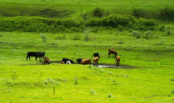 Muitas vacas em preto e branco e marrom pastam em um campo verde perto de uma lagoa em um dia ensolarado de verão. . — Fotografia de Stock