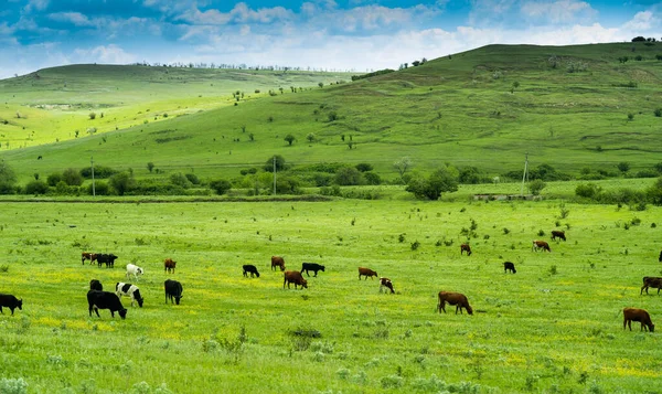 Muitas vacas pretas e brancas e marrons pastam em um campo verde em um dia ensolarado de verão. Céu azul. Valley. As colinas. Perto da aldeia — Fotografia de Stock