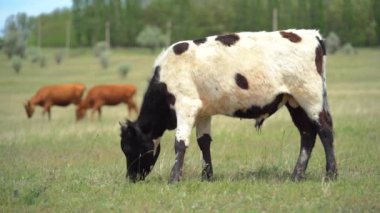 Çiftlik hayvanı. Siyah beyaz inek, güneşli yaz gününde ön planda çayırda otlar. Arkasında iki kahverengi inek daha var. Arka planda bir sürü yeşil ağaç var