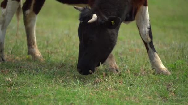 Siyah ve beyaz inek çimenlerde güneşli bahar günlerinde yeşil taze çimlerle otlar. Yakın plan çekim. Çiftlik hayvanı — Stok video