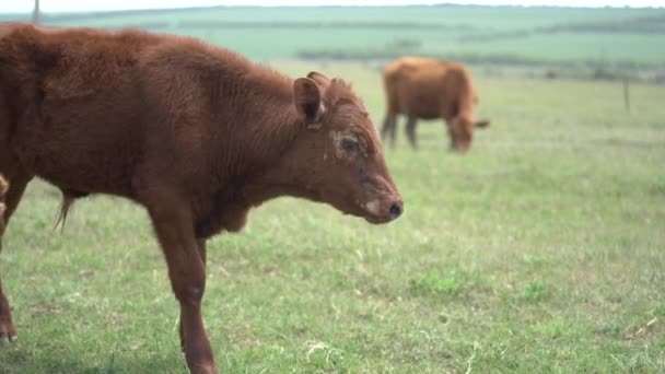 Jovem bezerro marrom pastam no campo. Mudança de foco para outra vaca no fundo. Dia de primavera ensolarado. Enorme prado atrás. Animais de exploração — Vídeo de Stock