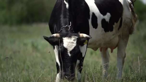 Siyah ve beyaz İnek güneşli bir günde yeşil bir çayırda otlar. İneğin etrafında sinekler uçuşuyor ve onu rahatsız ediyor. — Stok video