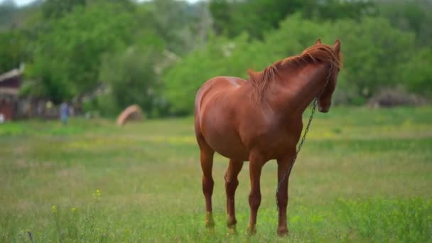 Bruin jong paard grazen op het veld in de buurt van boerderij. Het kijkt weg en draait dan haar hoofd naar de camera. Langzaam panorama. Vrouw en een ander paard op de achtergrond — Stockvideo