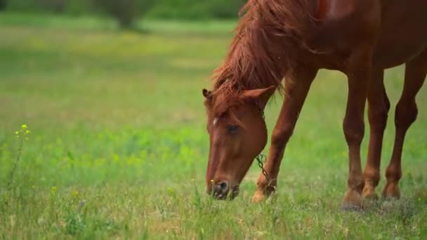 Brun beau jeune cheval grappiller sur la ferme avec chaîne dans la journée ensoleillée d'été. Beaucoup de mouches l'ennuient. Panorama vertical .
