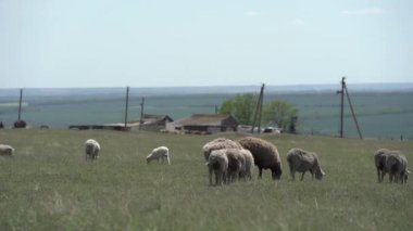 Koyun sürüsü bulutlu bir günde çiftliğin yakınındaki tarlada yeşil ot yer. Çerçevedeki genç koyun