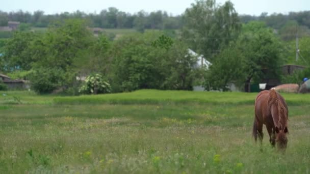 Wunderschöne braune Jungpferde grasen an sonnigen Sommertagen auf der grünen Wiese neben dem Bauernhof. Sie frisst Gras. Dahinter liegt Heuhaufen — Stockvideo