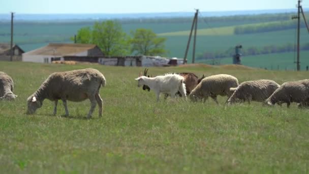 Група сільськогосподарських тварин: вівці, кози випасаються на лузі біля тваринницької ферми в сонячний літній день. Вони рухаються справа наліво. Молода біла коза йде за матір'ю. Інші вівці рухаються за нею — стокове відео