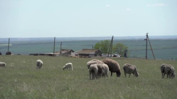 Herd of sheep eat green grass on the fieald near farm in cloudy windy day. Young sheep in frame — Stock Video