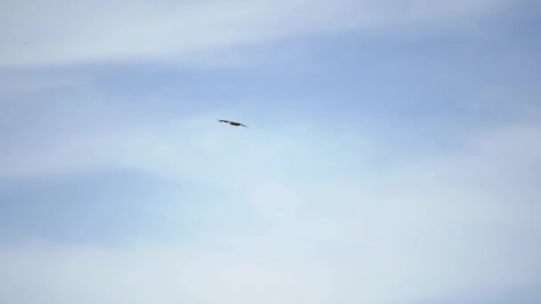 Steinadler kreist auf der Suche nach Nahrung am Himmel über dem Feld — Stockvideo