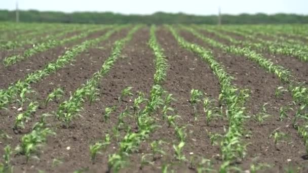 Ett stort fält nyplanterad majs en solig vårdag. Majs pland mycket raka linjer. Jordbruk. Fokusförskjutning från förgrund till bakgrund — Stockvideo